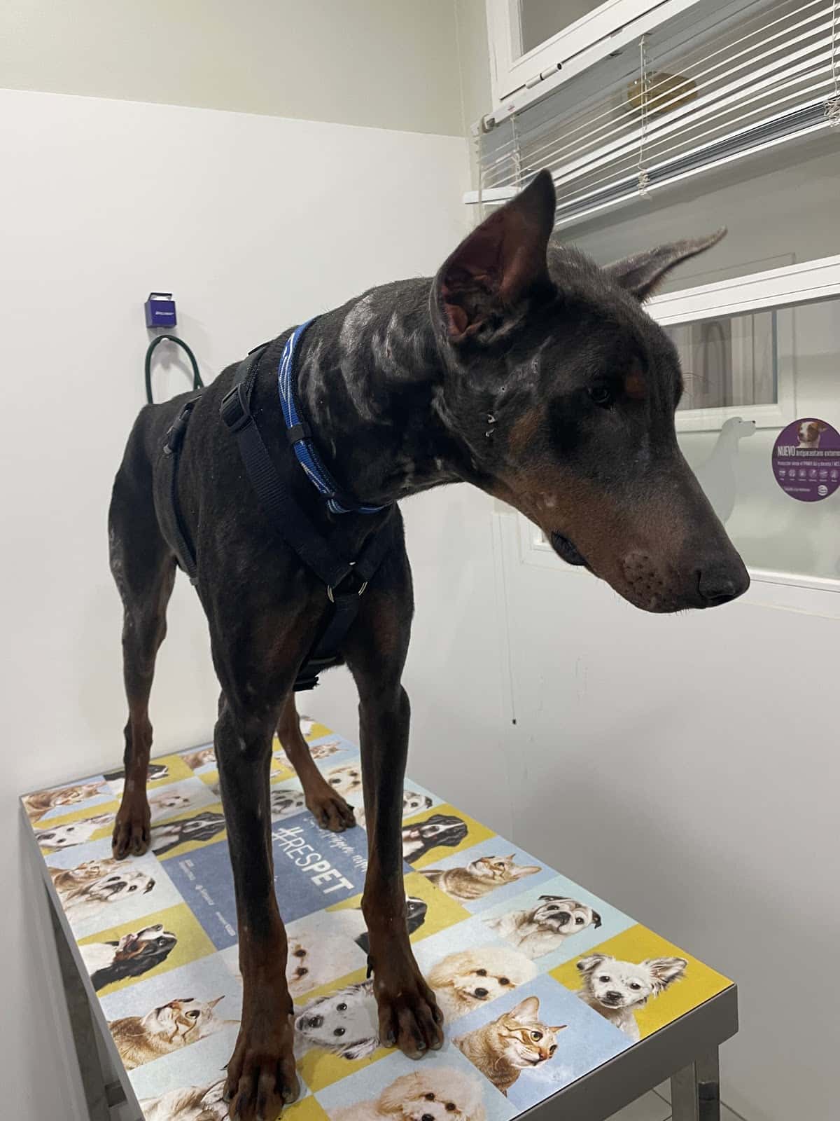 centro veterinario v centenario veterinario centro en sanlucar de barrameda en cadiz principalImage ADOPTA Sitios Pet Friendly