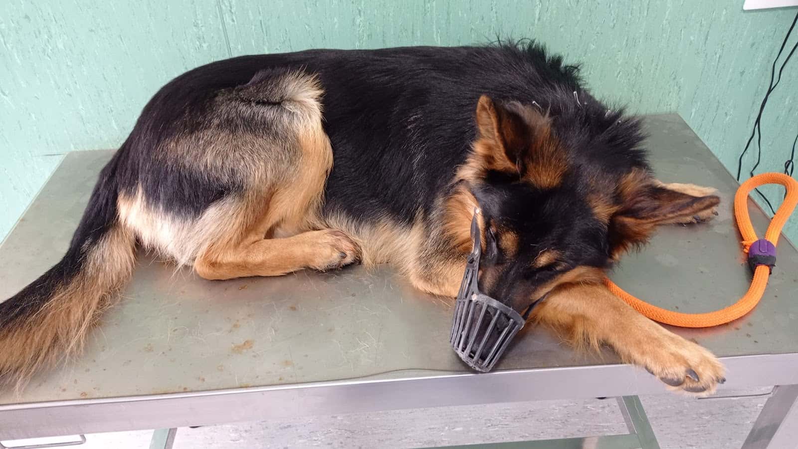 TODOCAN CENTRO VETERINARIO