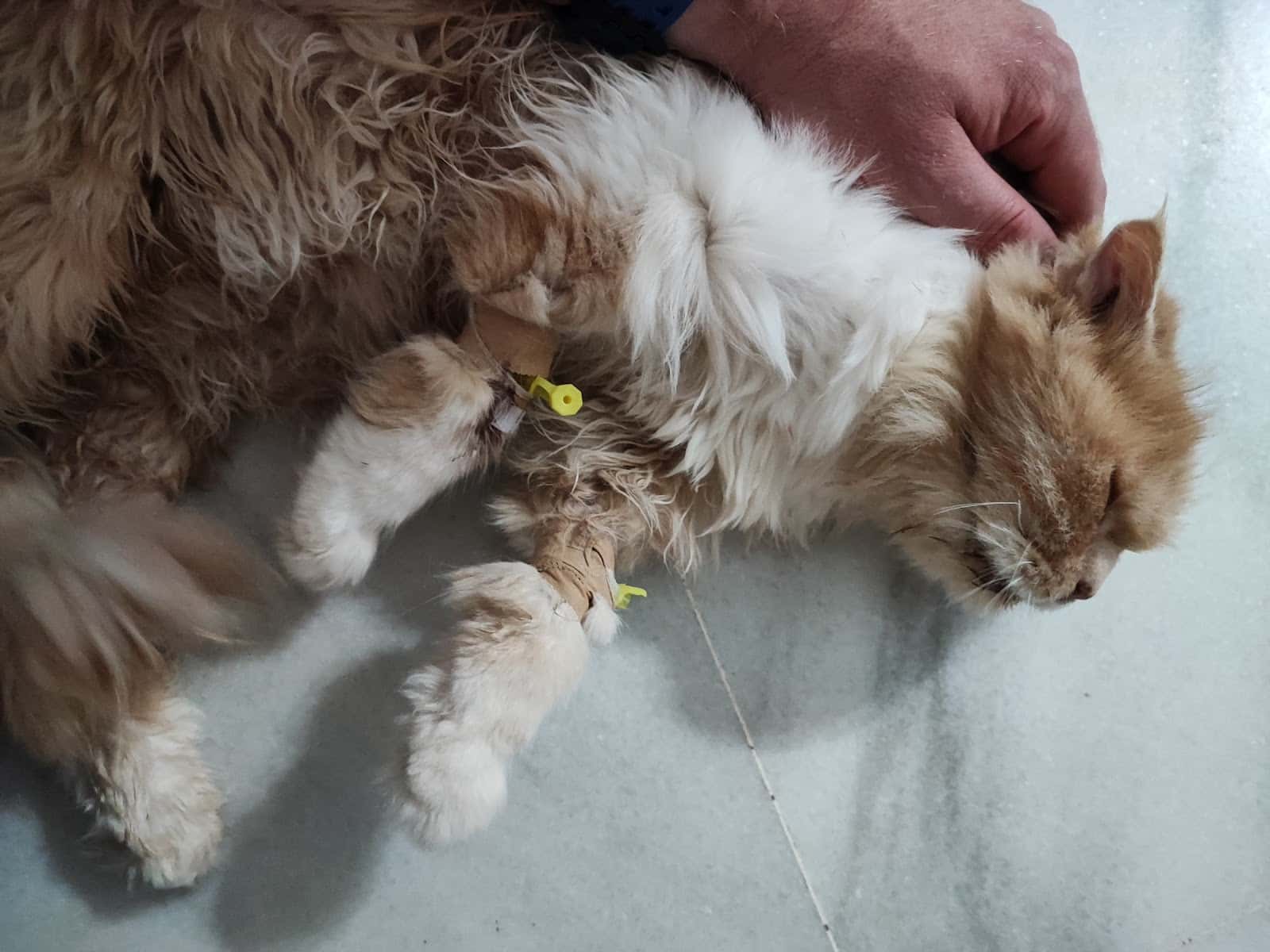 TODOCAN CENTRO VETERINARIO