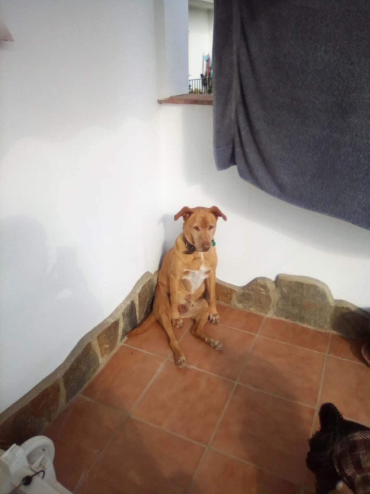Clínica Veterinaria la Sierra