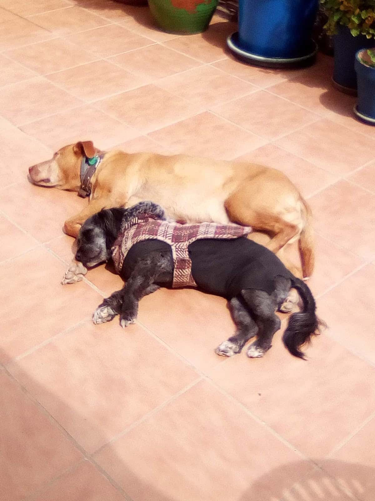 Clínica Veterinaria la Sierra