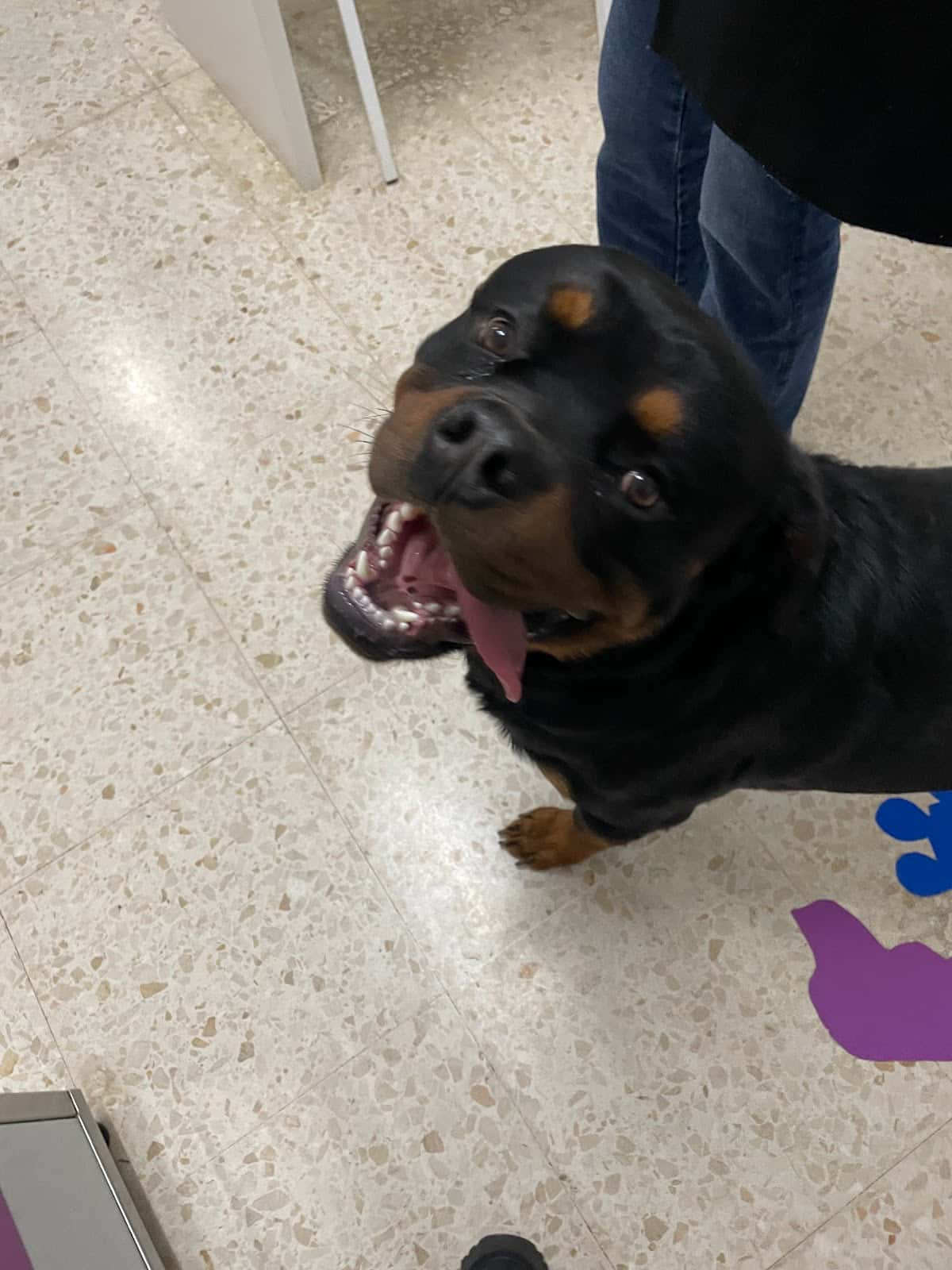 Clínica Veterinaria Vázquez