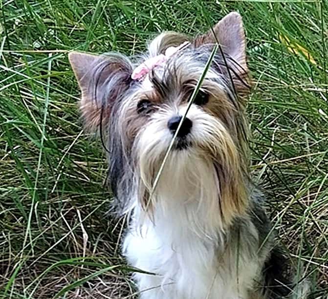 Veterinaria Segorbe - Mª Jesús Gamón Ovejero