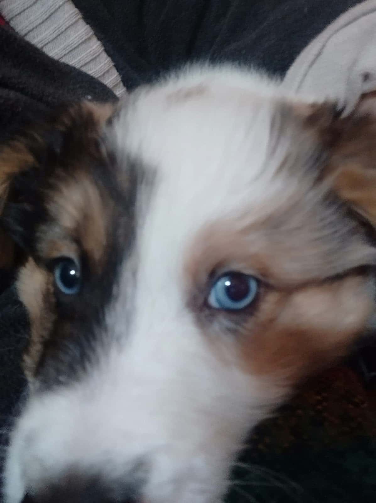 Veterinaria Segorbe - Mª Jesús Gamón Ovejero
