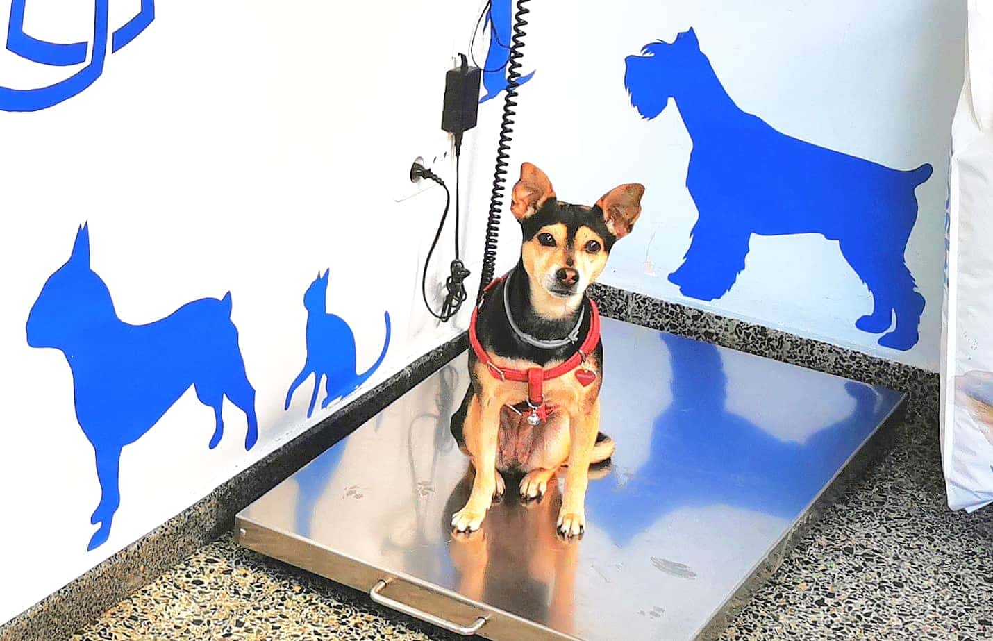 Clínica Veterinaria Segorbe