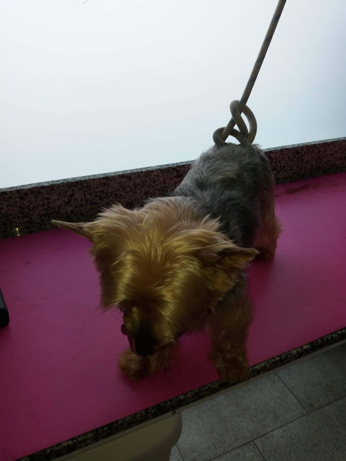 centro veterinario bolos veterinario centro en sagunt en valencia principalImage ADOPTA Sitios Pet Friendly