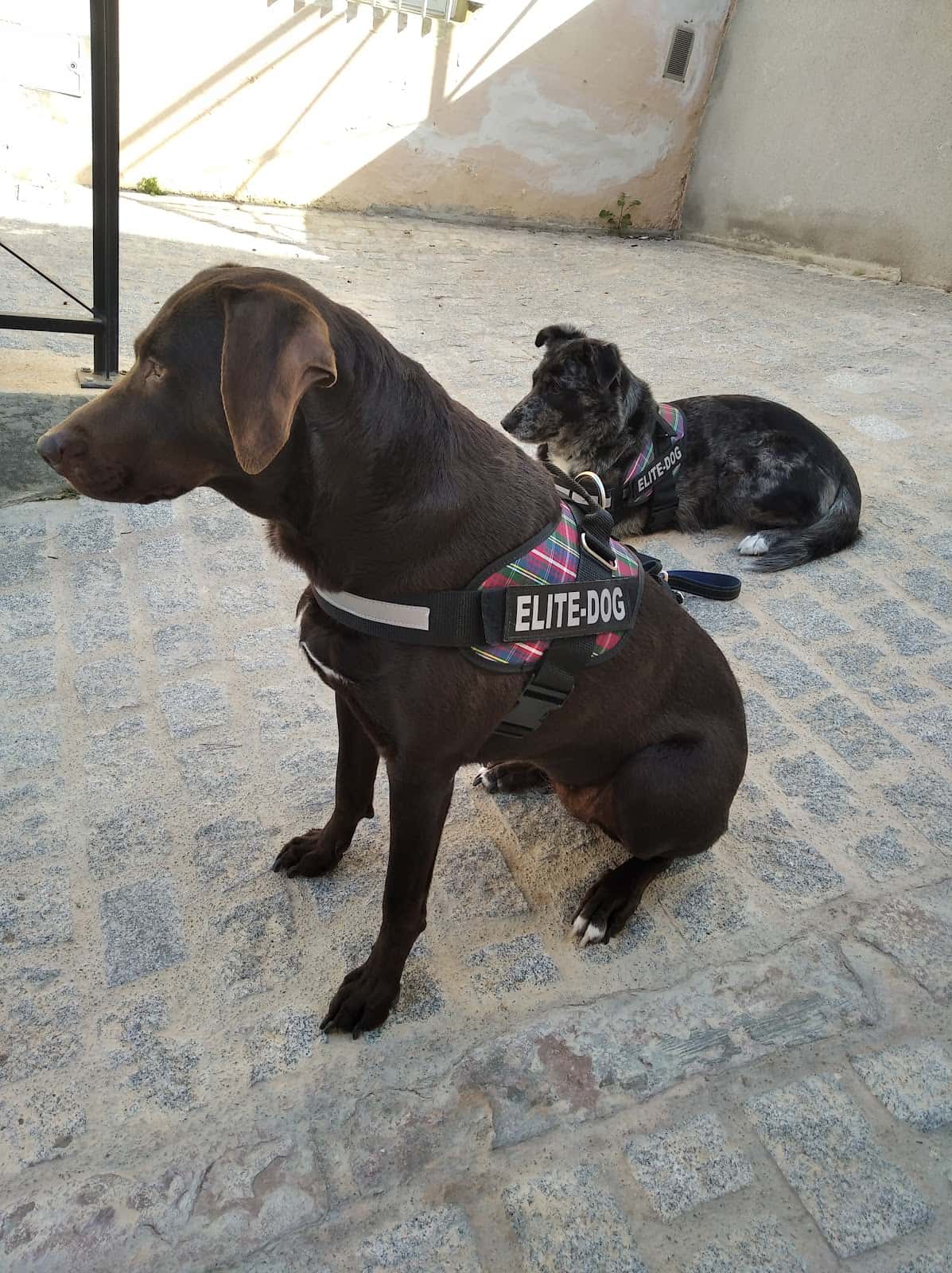 Clinica Veterinaria SAGUNT