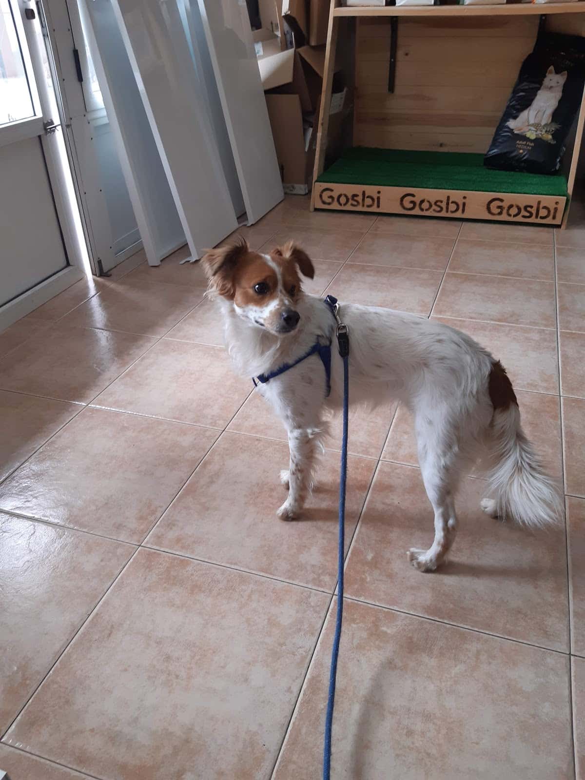 clinica veterinaria sagunt veterinario clinica en sagunt en valencia principalImage ADOPTA Sitios Pet Friendly