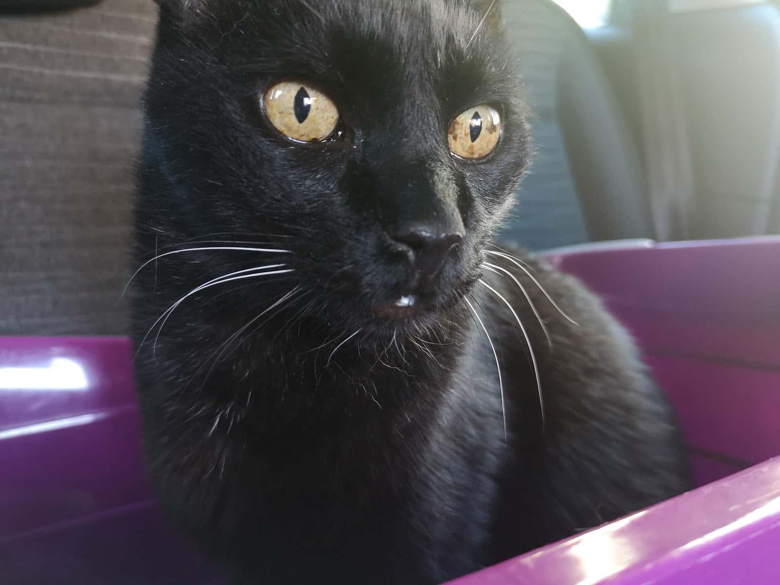 Clínica Veterinaria Sud Oest