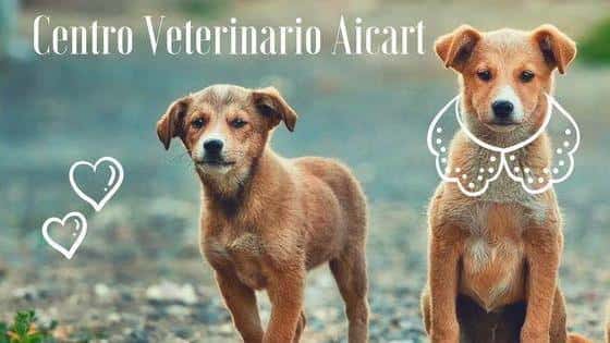 centro veterinario gilet aicart veterinario centro en gilet en valencia principalImage ADOPTA Sitios Pet Friendly