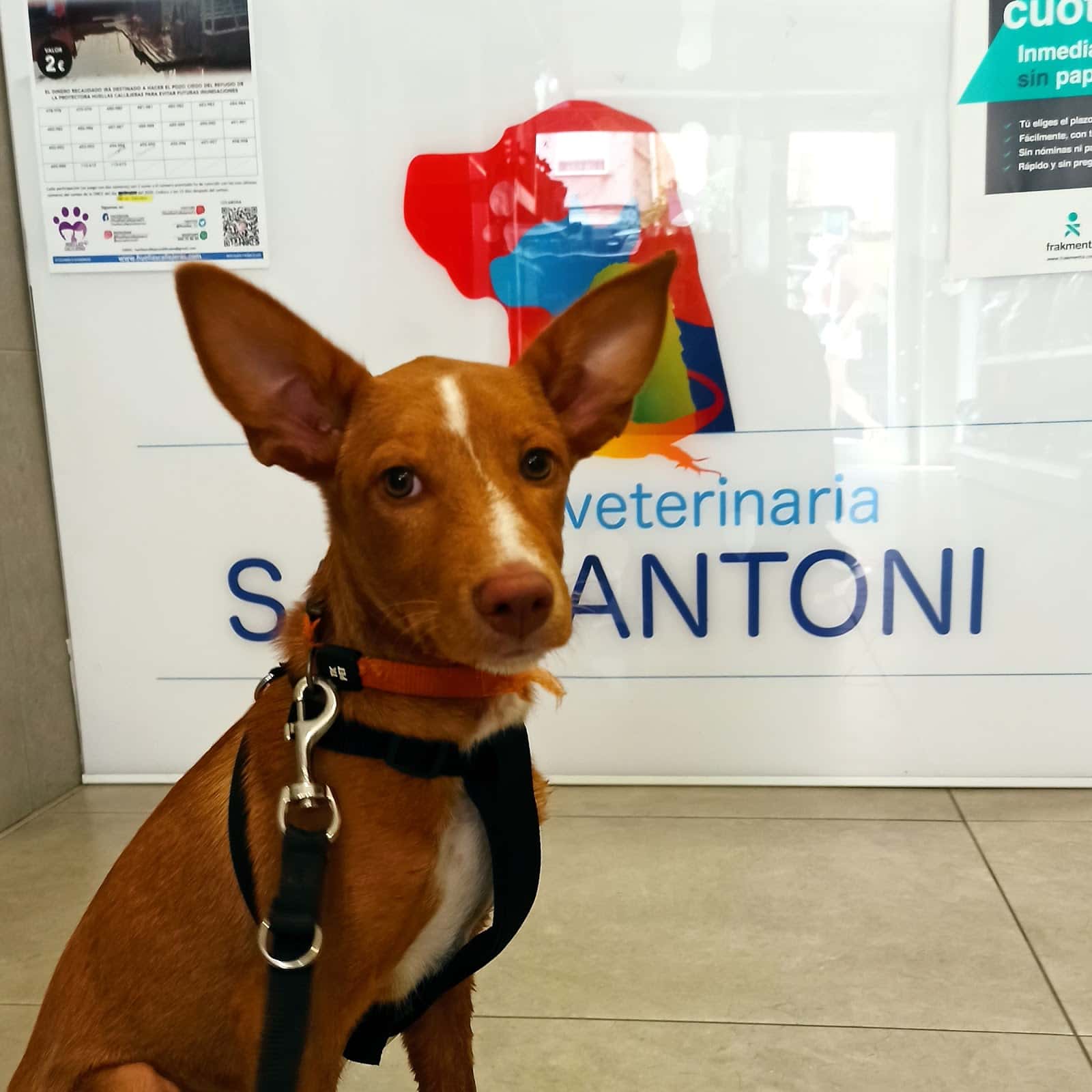veterinarios castellon veterinario centro en castello de la plana en castello photo undefined ADOPTA Sitios Pet Friendly