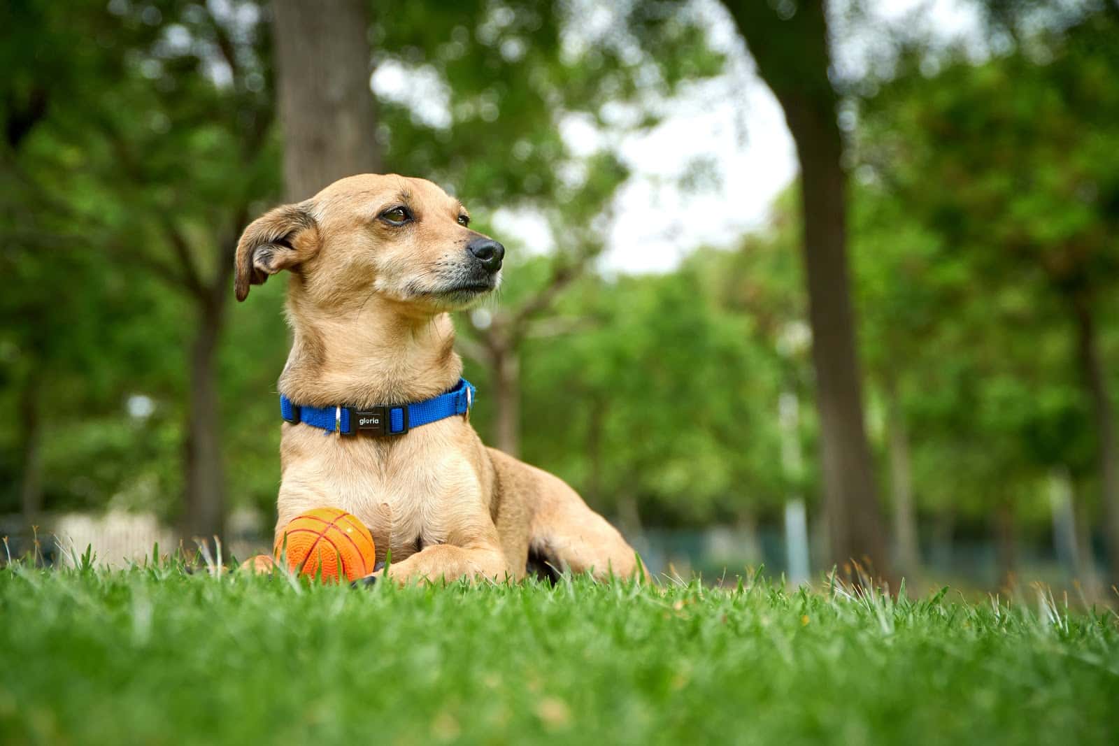 Veterinarios castellon