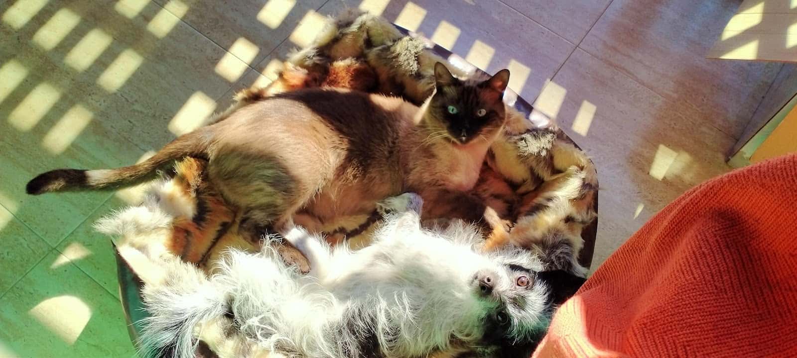 Vila-real veterinaria