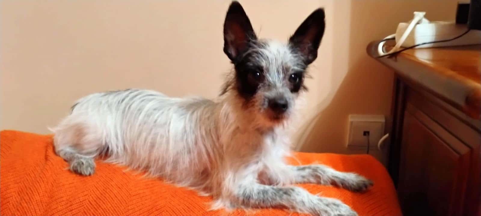 Vila-real veterinaria