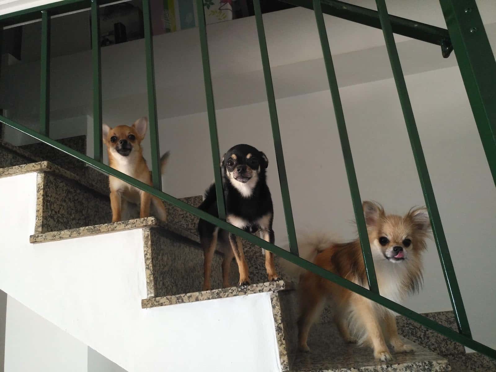 vila real veterinaria veterinario centro en vila real en castello principalImage ADOPTA Sitios Pet Friendly