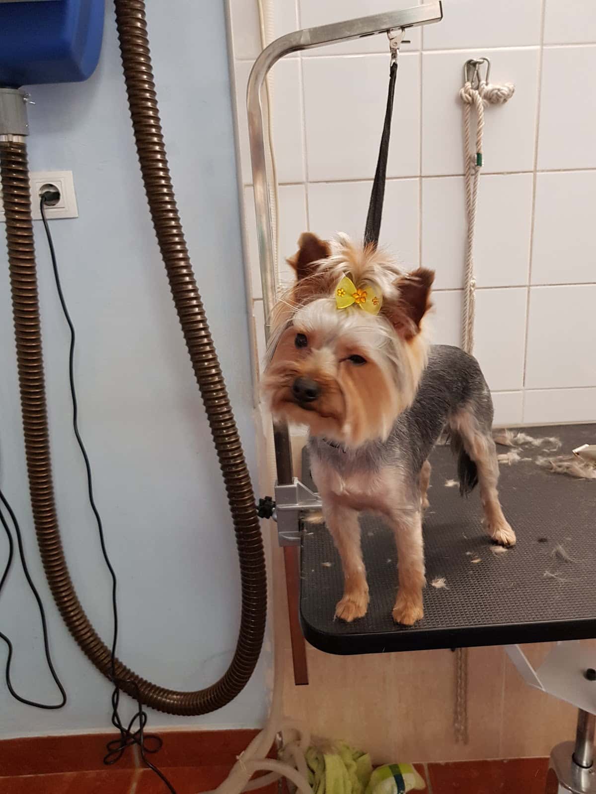 clinica veterinaria alqueries veterinario clinica en les alqueries en castello principalImage ADOPTA Sitios Pet Friendly