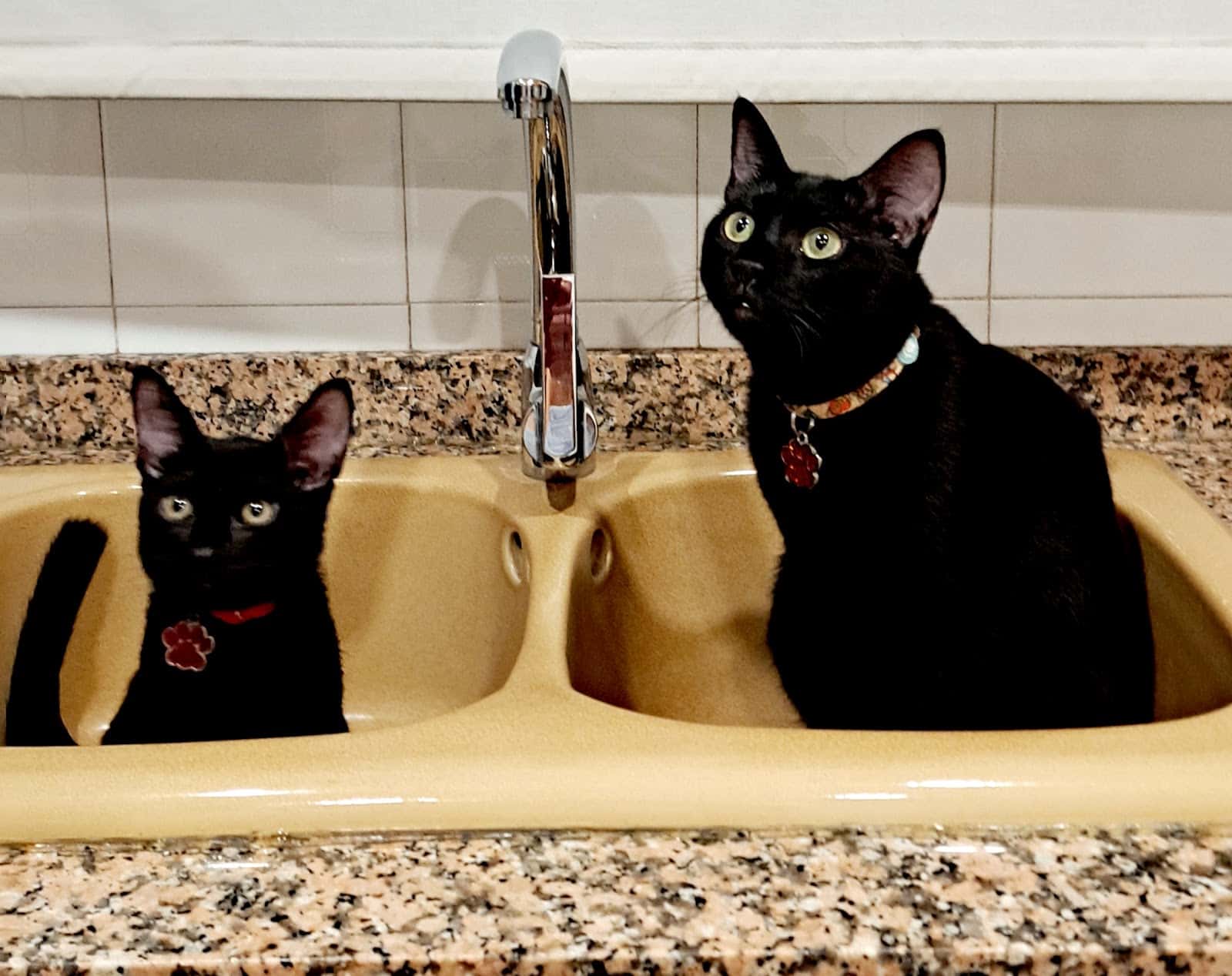 Clínica Veterinaria Sant Antoni