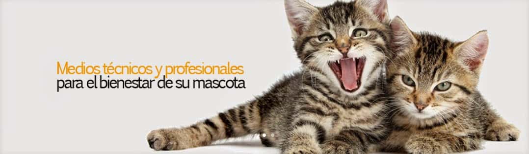 clinica veterinaria sant antoni veterinario clinica en castello de la plana en castello principalImage ADOPTA Sitios Pet Friendly