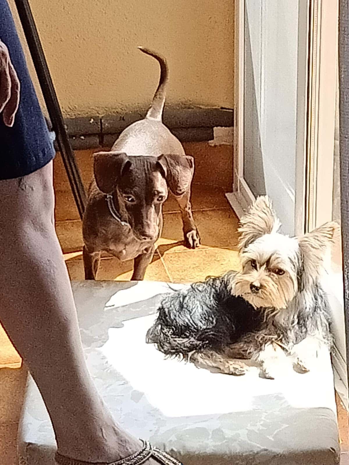 Centro Veterinario Metge de Mascotes
