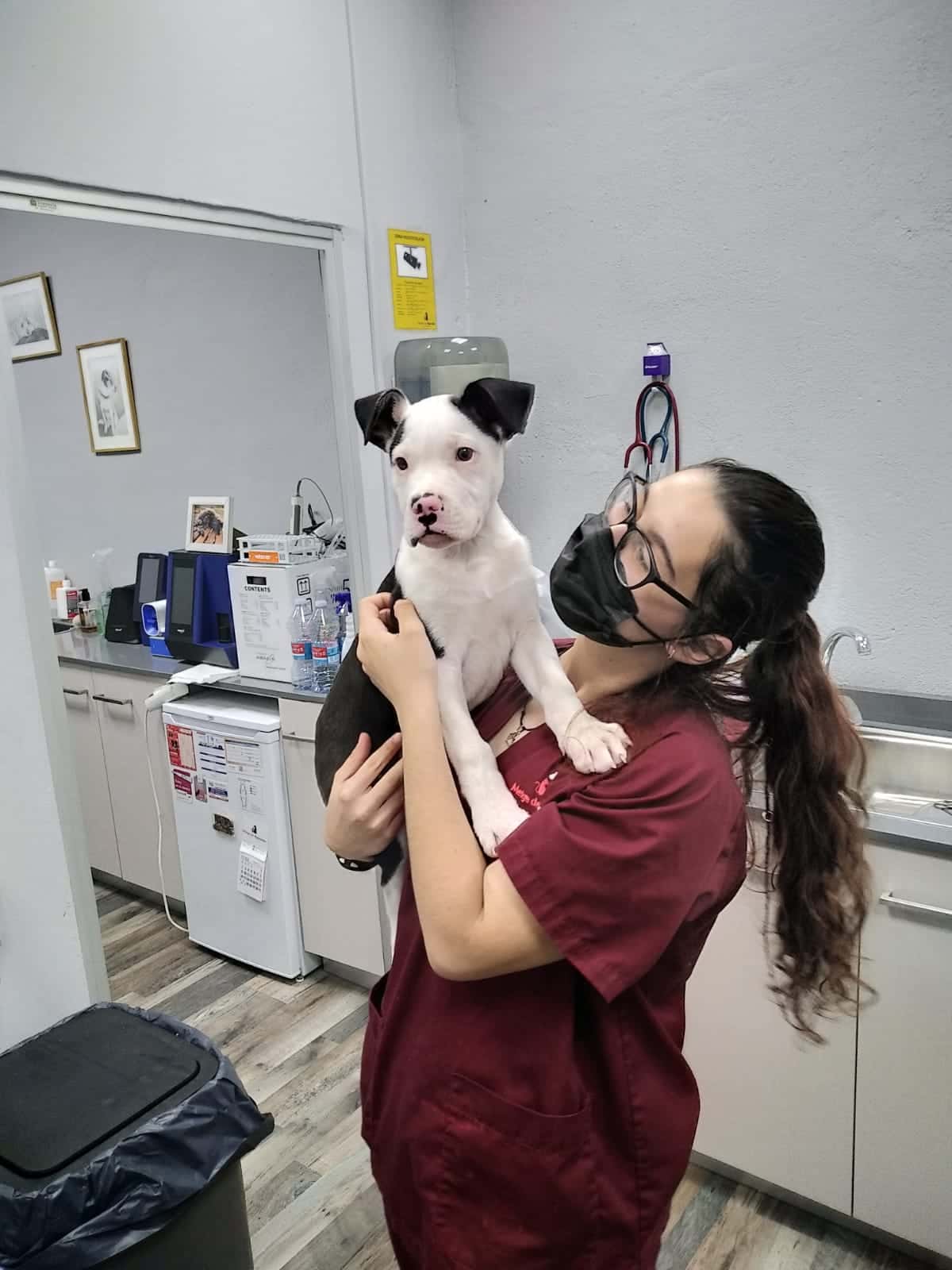 Centro Veterinario Metge de Mascotes