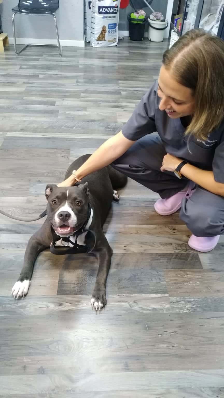 Centro Veterinario Metge de Mascotes