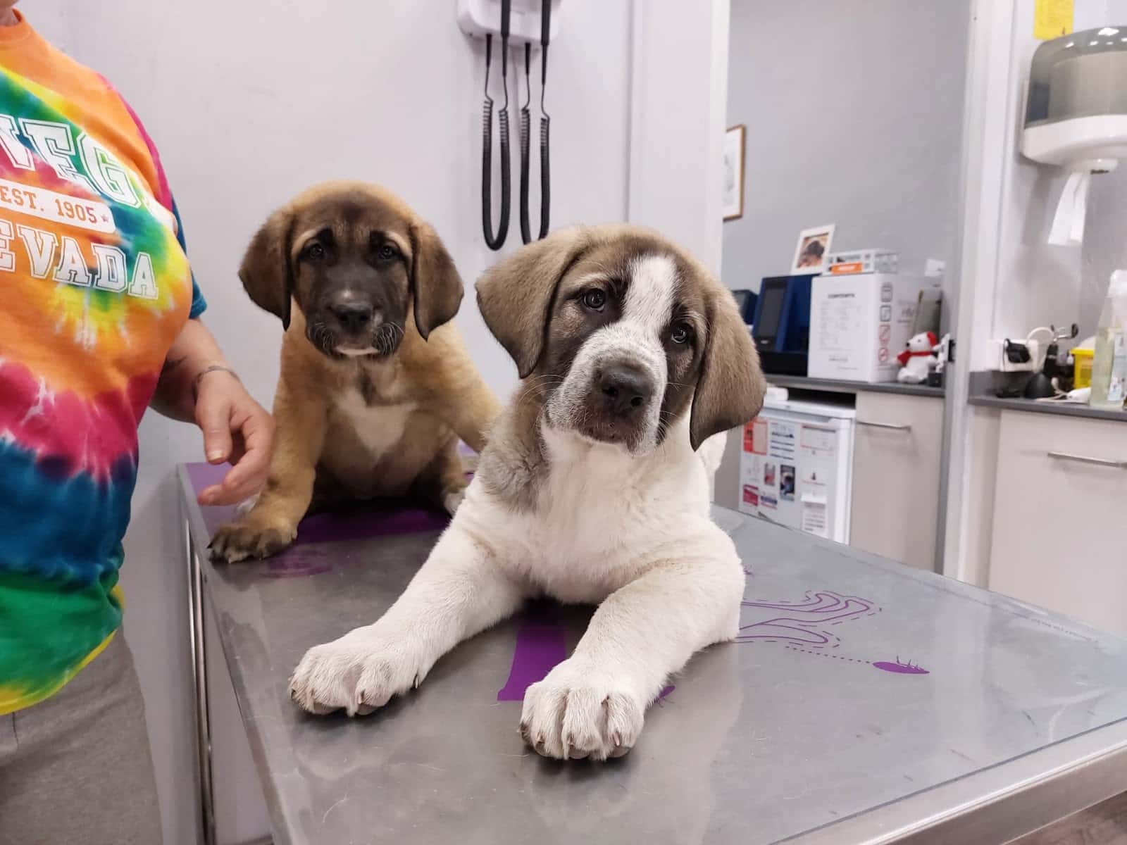 Centro Veterinario Metge de Mascotes