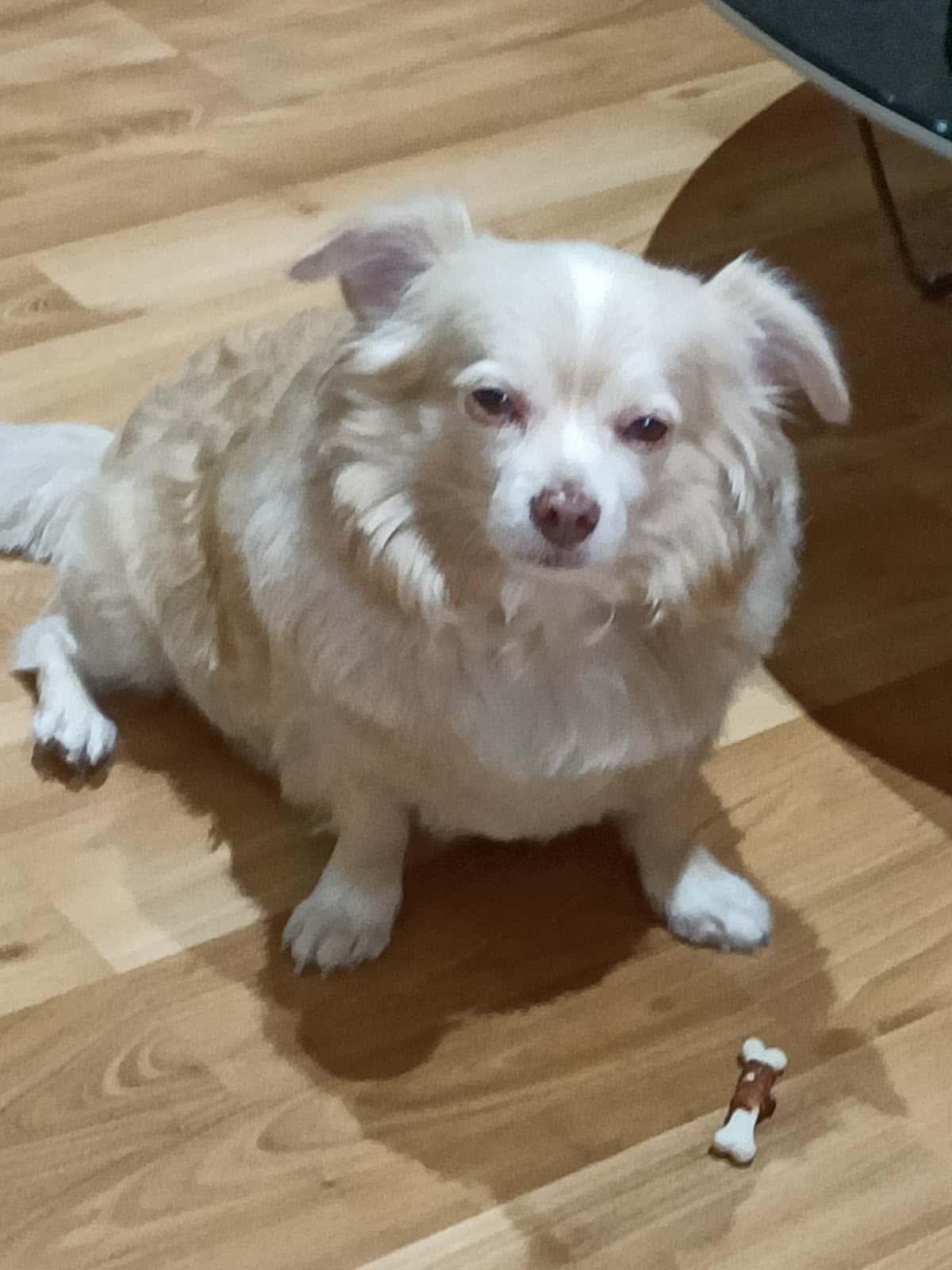 Clinica veterinaria Lluna Plena