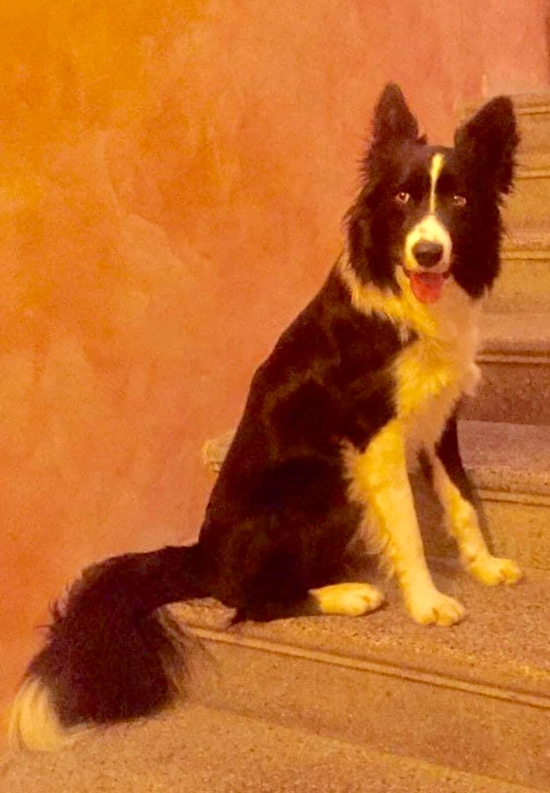 Clinica veterinaria Lluna Plena
