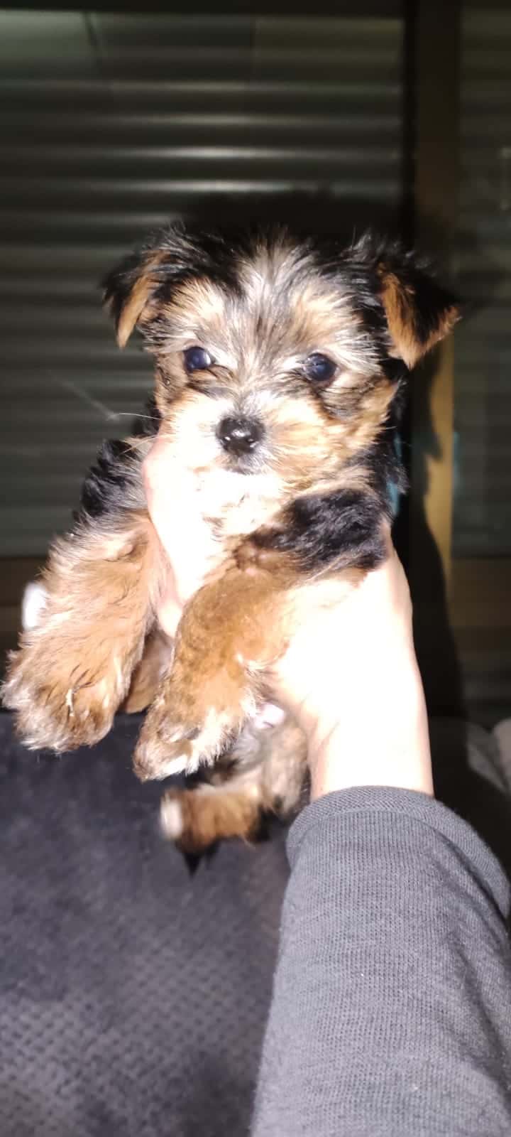 Clinica veterinaria Lluna Plena