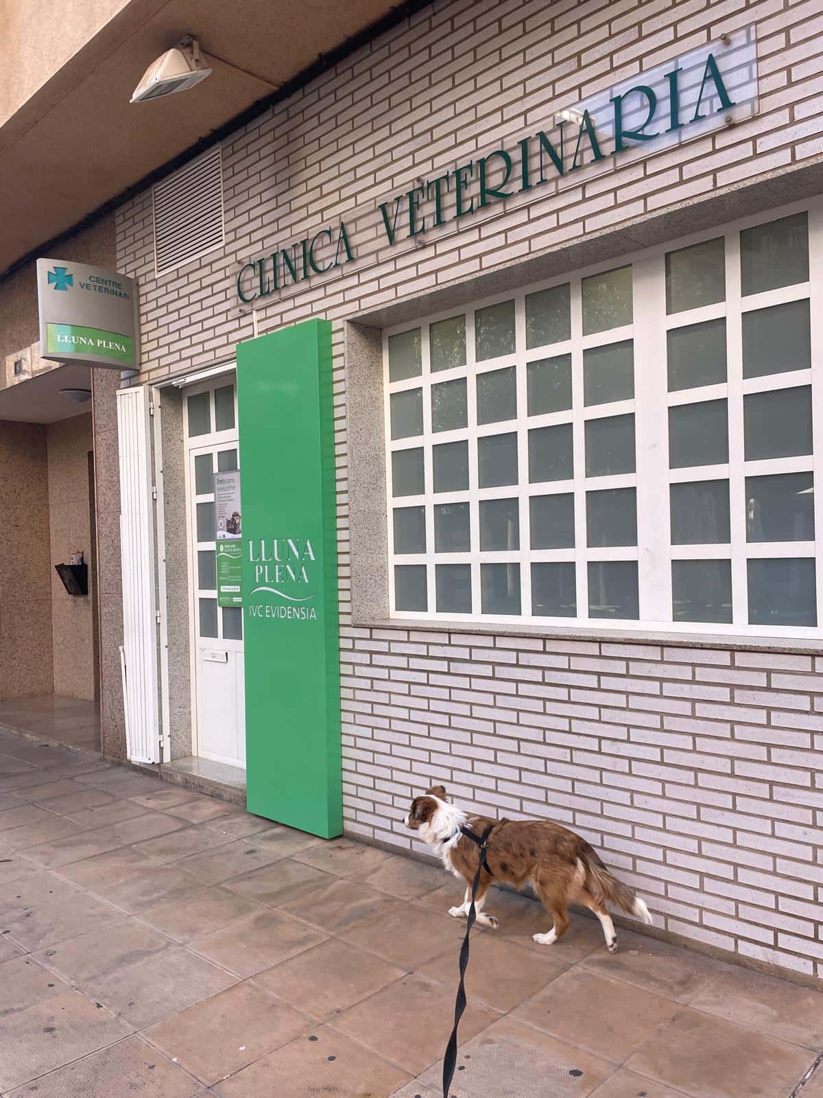 clinica veterinaria lluna plena veterinario clinica en villarreal en castellon principalImage ADOPTA Sitios Pet Friendly