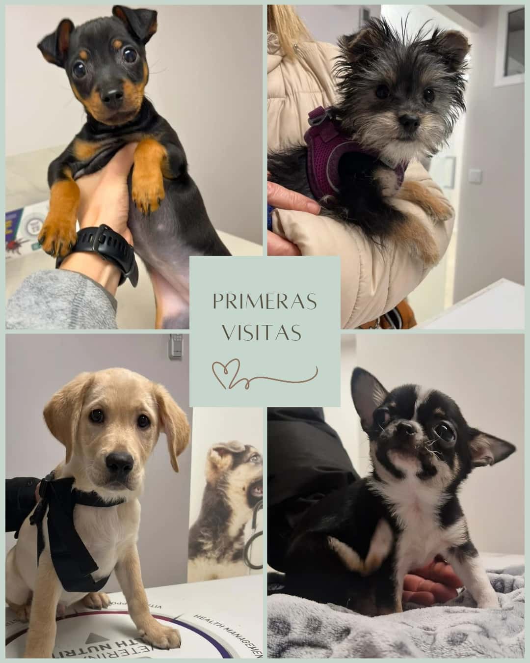 Clínica Veterinaria Sant Marc