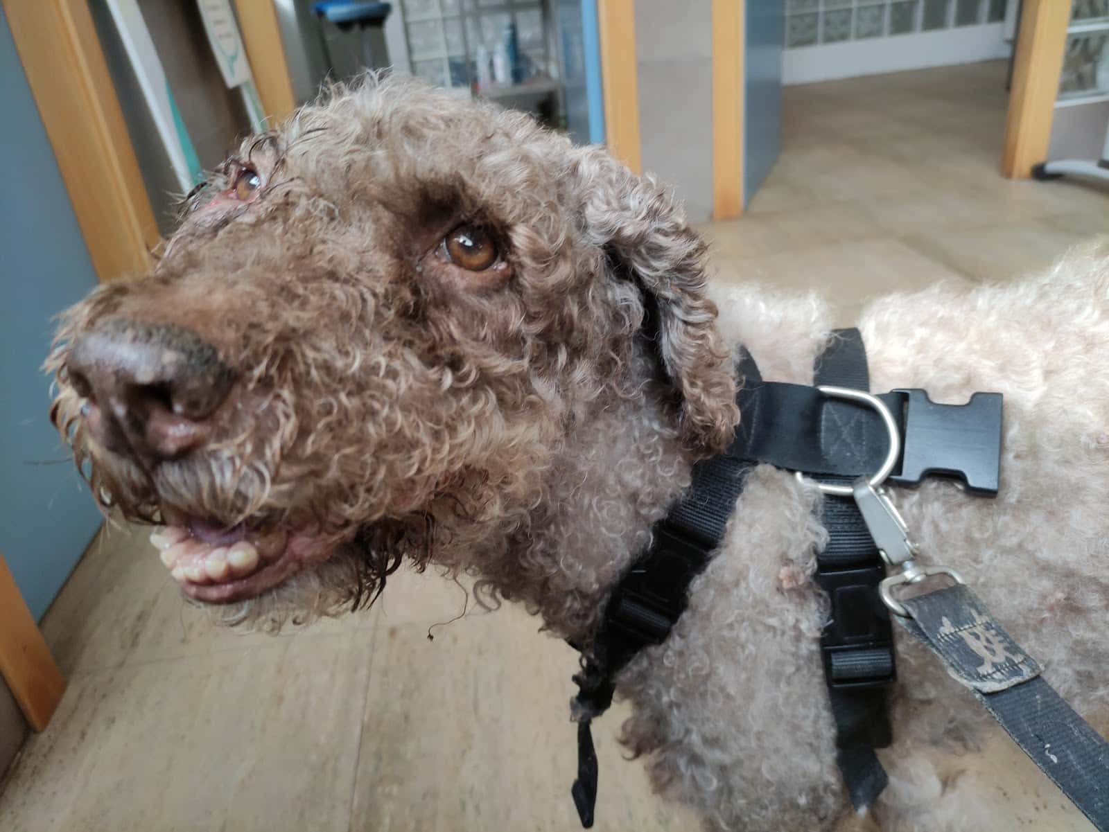 Clinica veterinaria Terra Vila-real