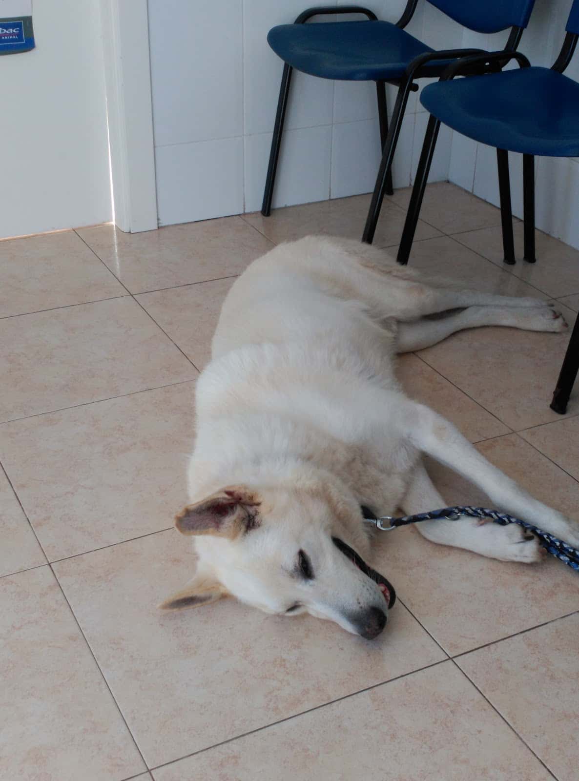 veterinario consultorio burrianense veterinario centro en burriana en castellon principalImage ADOPTA Sitios Pet Friendly