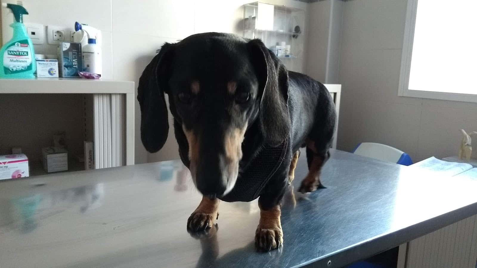 Clínica Veterinària Cisneros