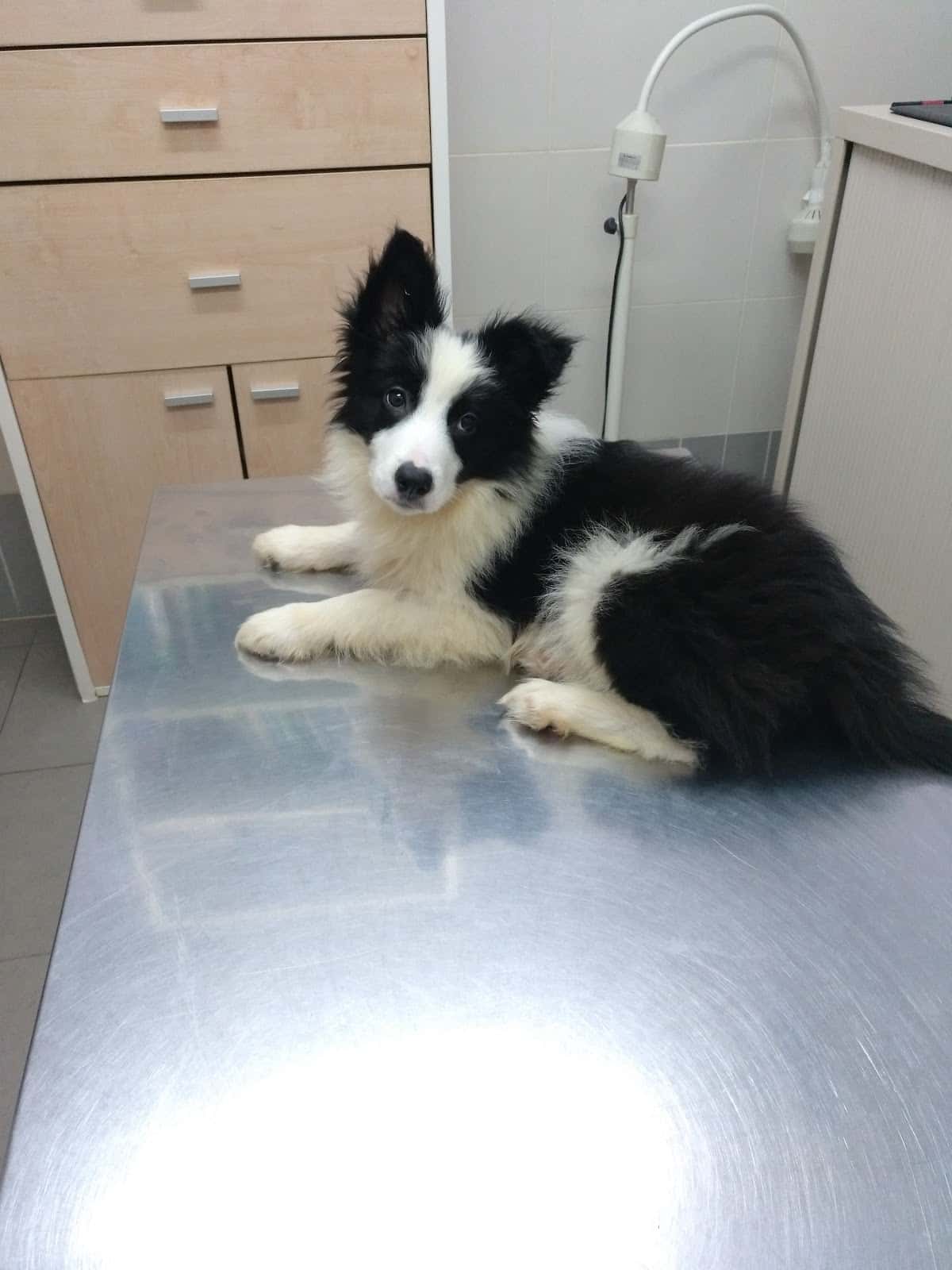 Clínica Veterinària Cisneros