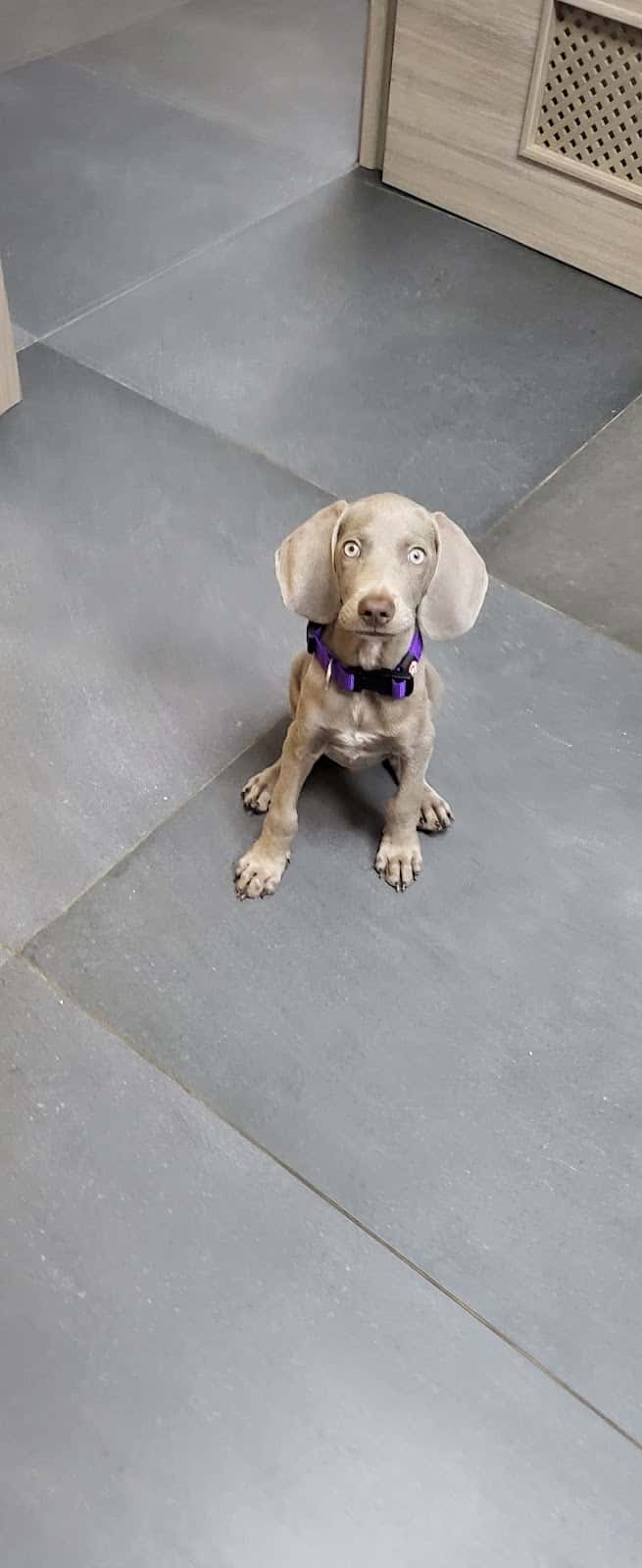Dharma veterinaria