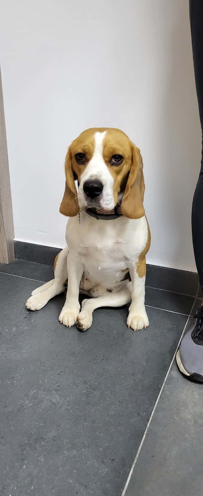 Dharma veterinaria
