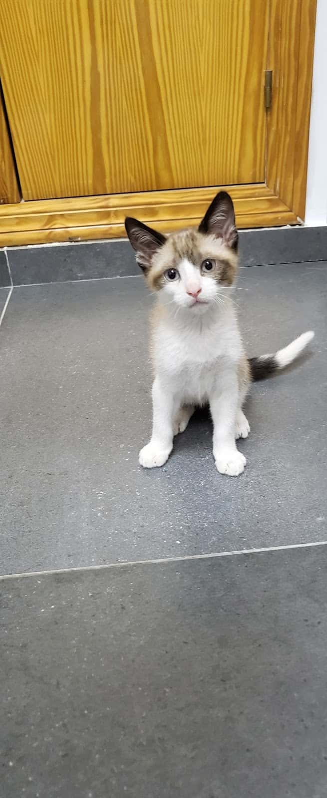 Dharma veterinaria