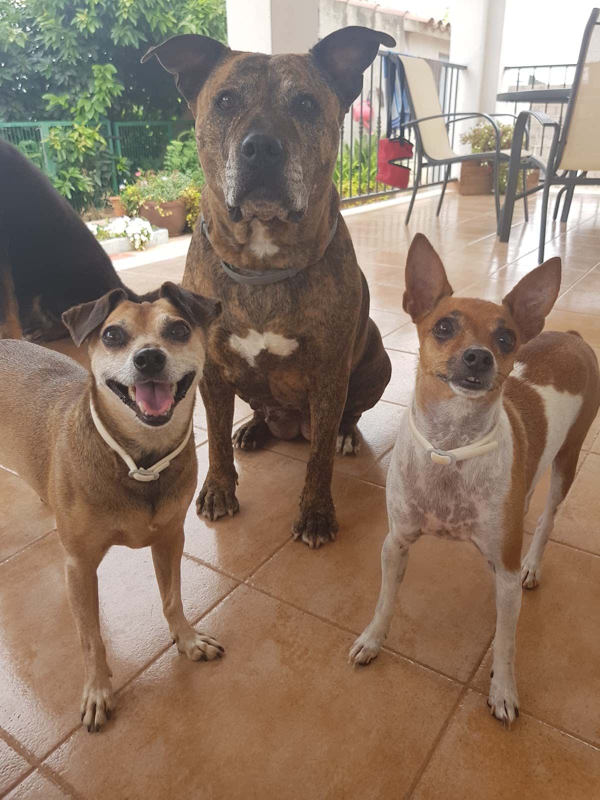 EXPOANIMALIA PIO XII