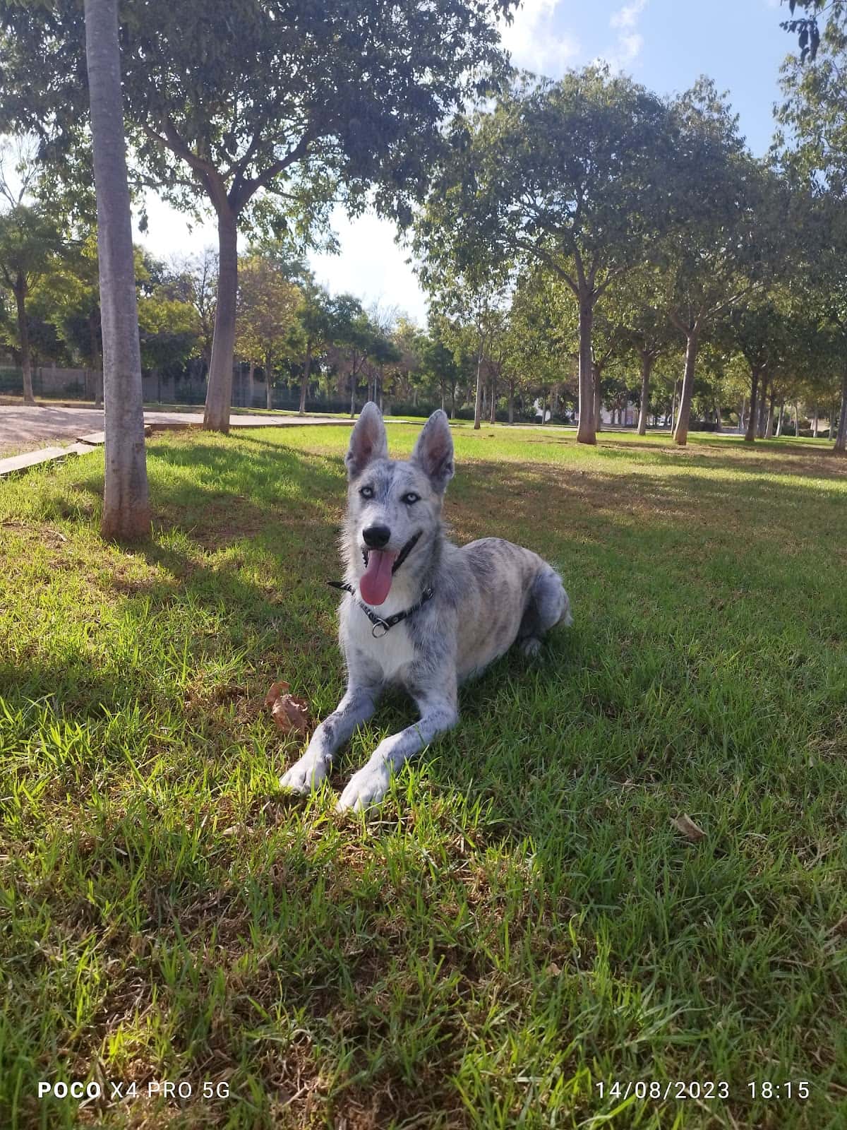 Pet Center Veterinaria