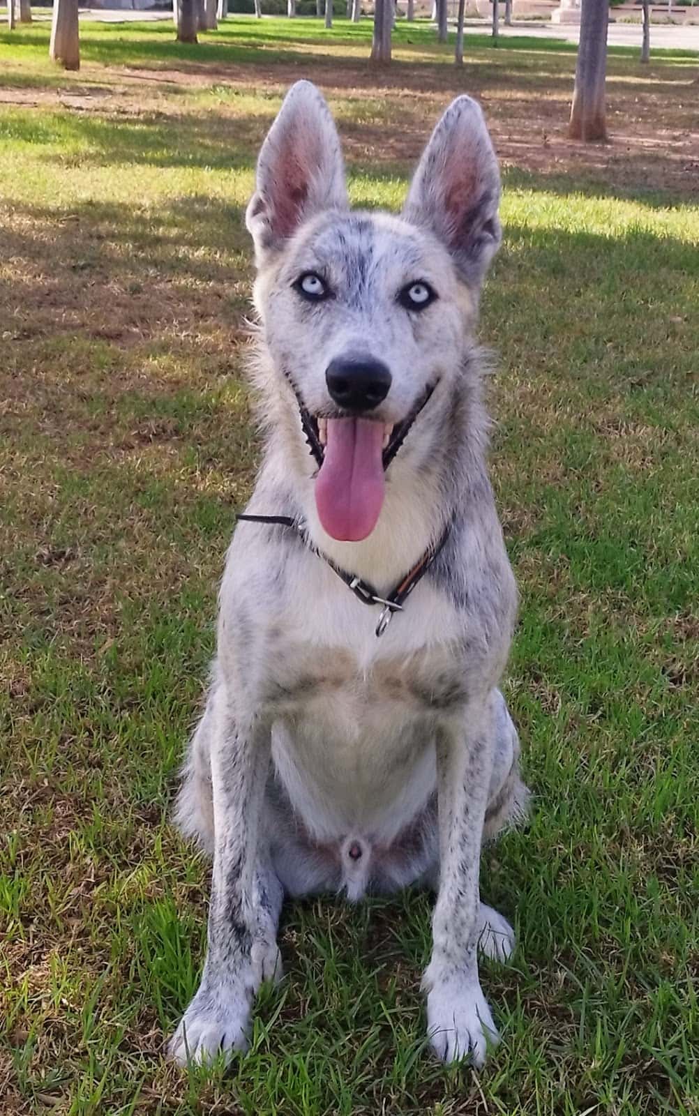 Pet Center Veterinaria
