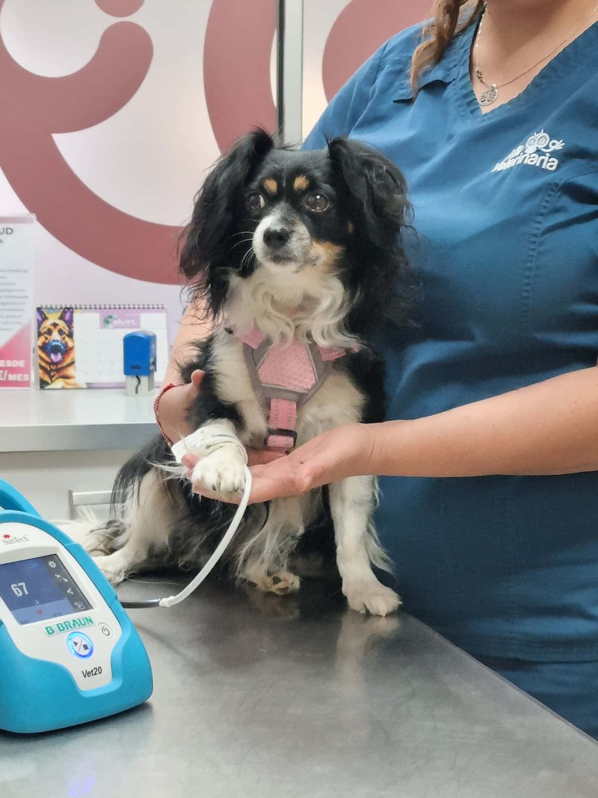 Alfa Veterinaria