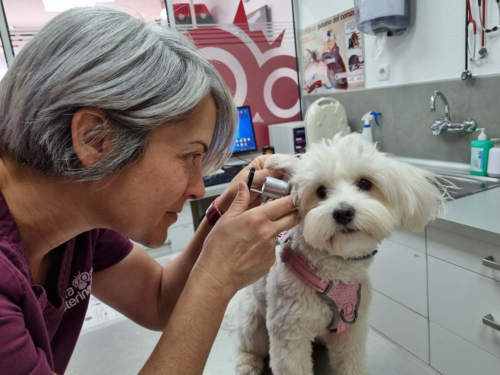Alfa Veterinaria