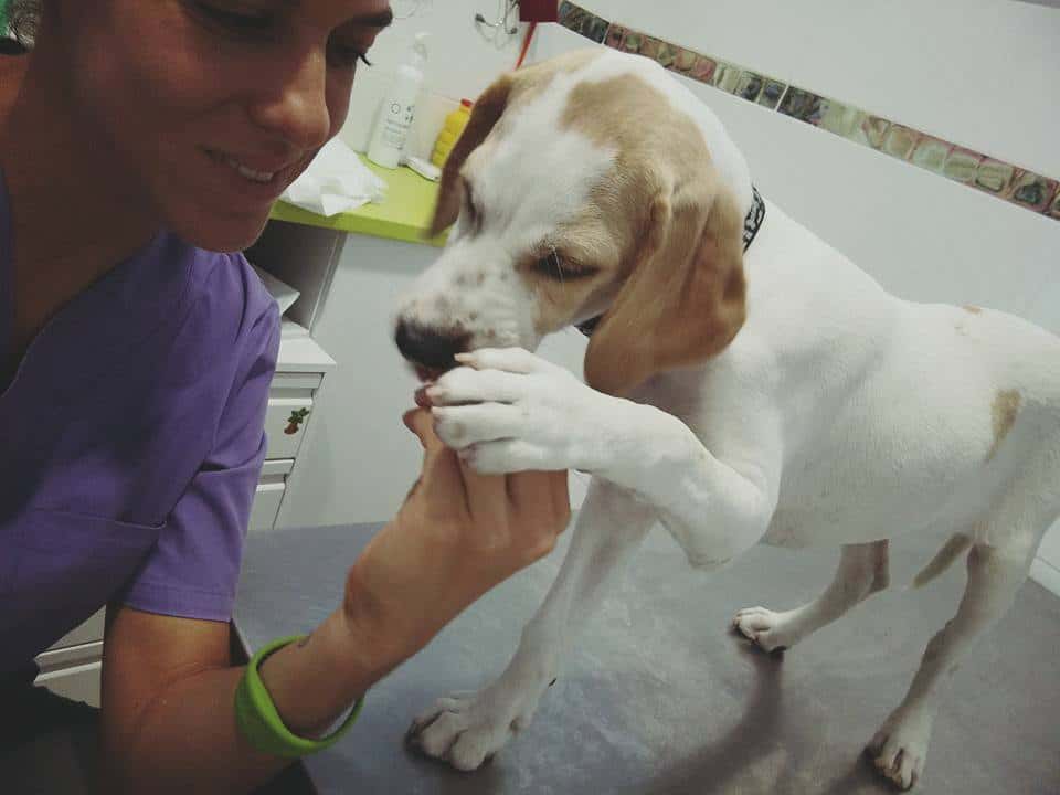 Centro Veterinario La Unión