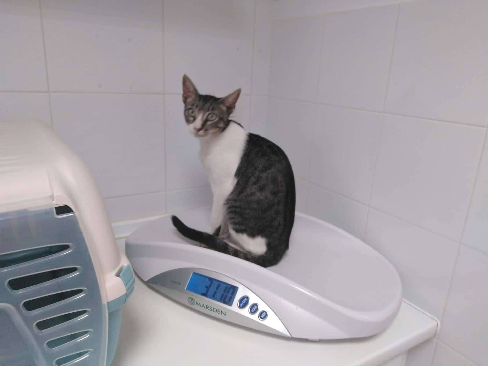 Clínica Veterinaria Faunatura