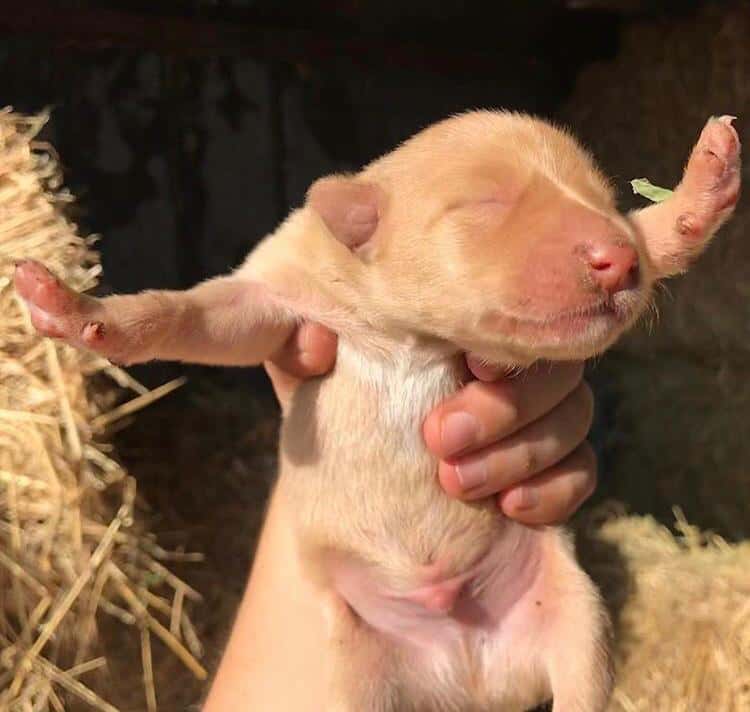 Veterinaria a domicilio Montanejos