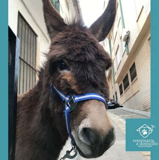 Veterinaria a domicilio Montanejos