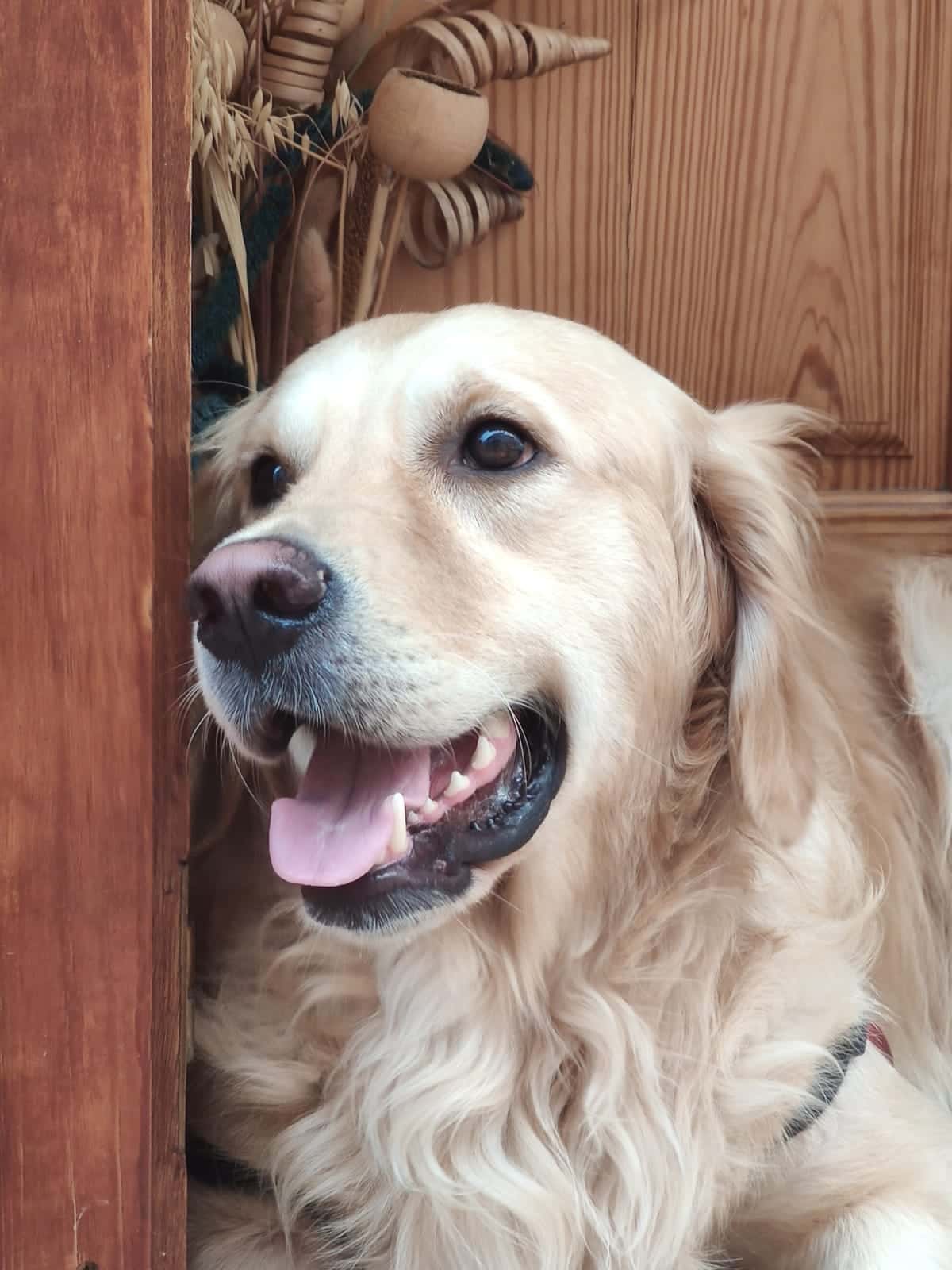 Clínica Veterinaria Olucha