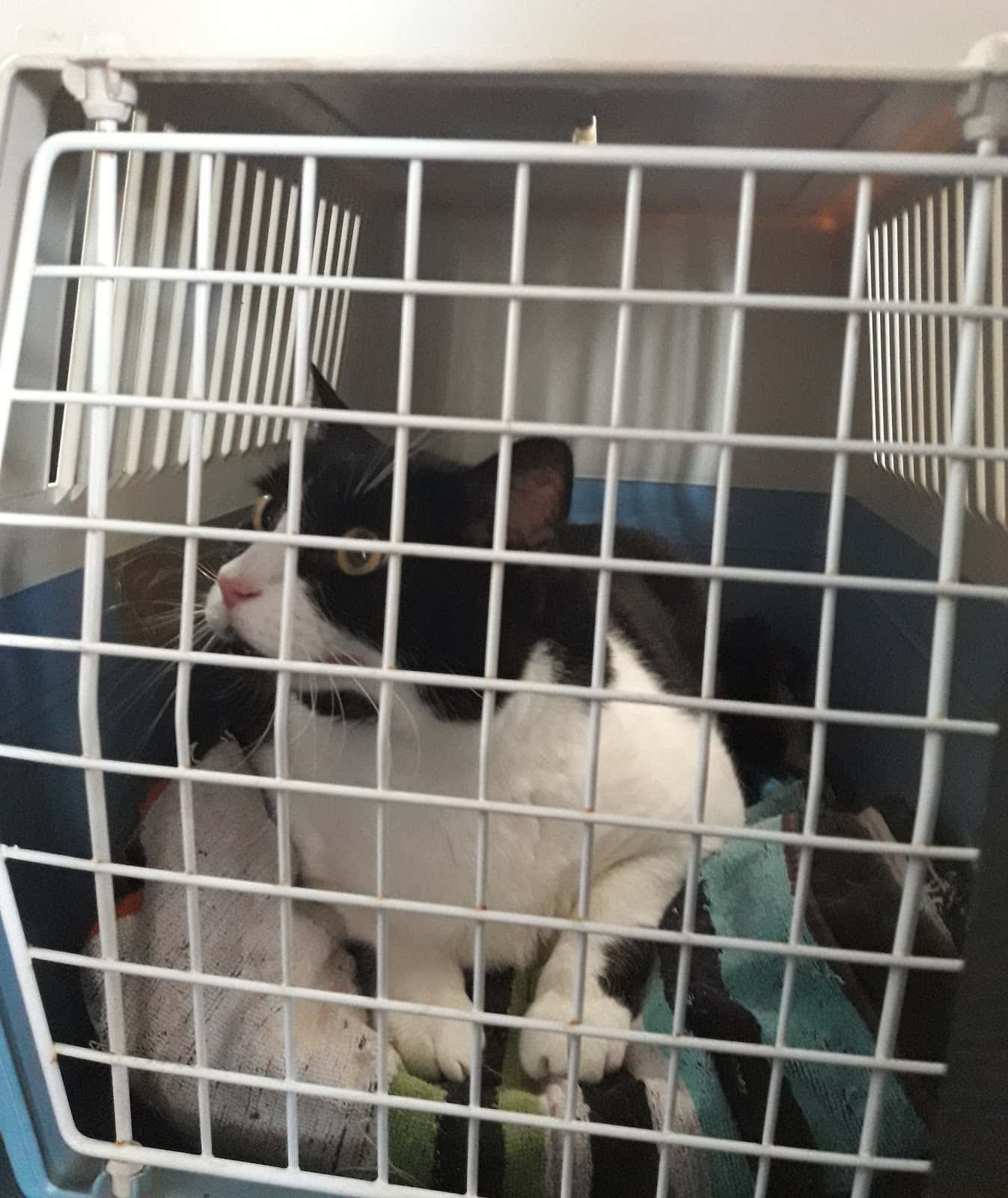 Clínica Veterinaria Vinarós
