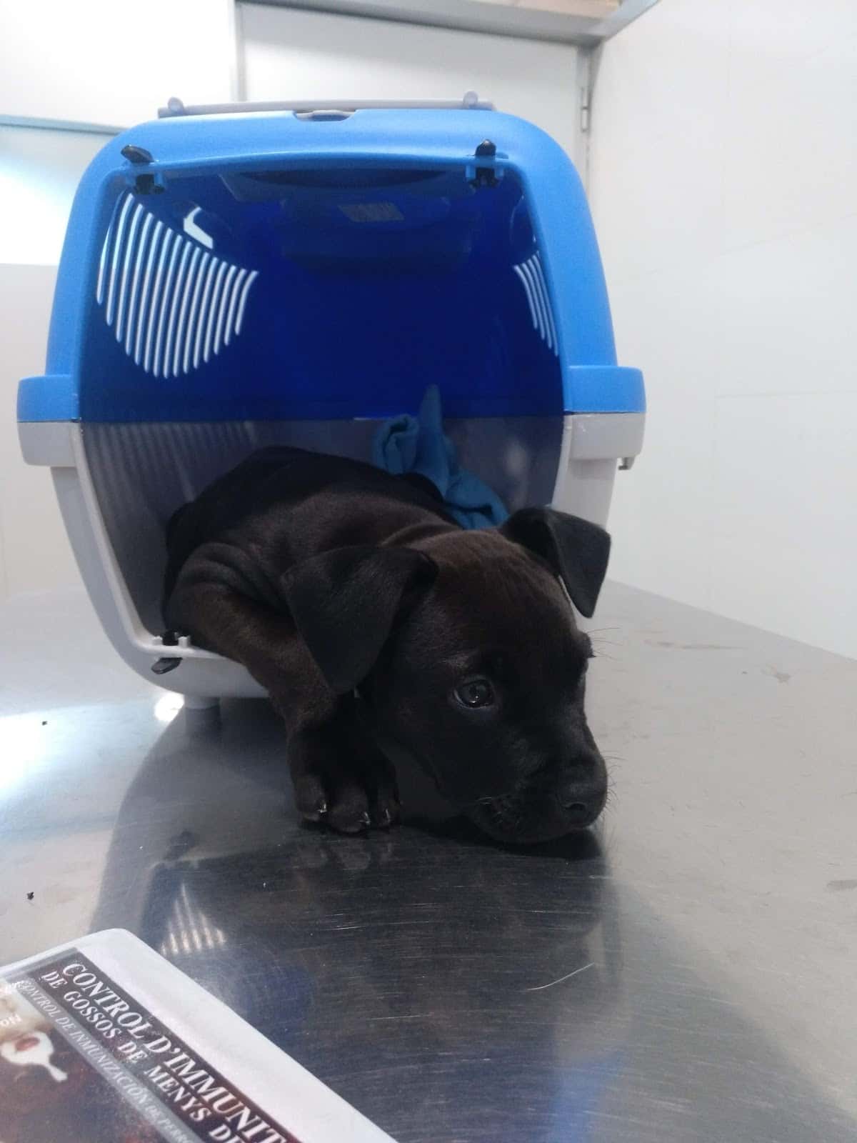 Clínica Veterinaria Vinarós